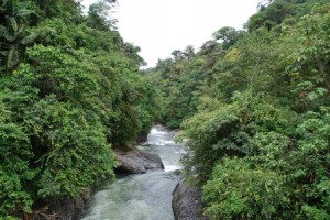 Amazon_forest_river_web-300x200