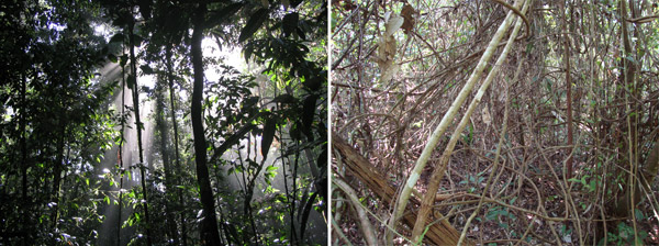 0528-amazon-forest (1)