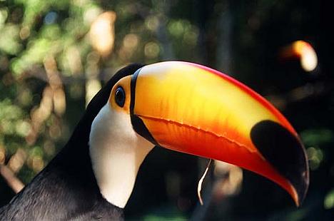 toucan_45360008_protected_15833