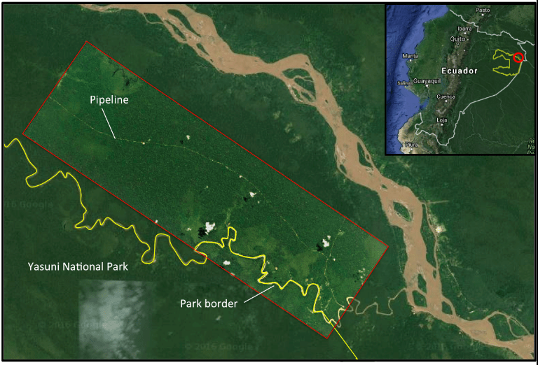 A high resolution (3 meters) of the drilling platform and pipeline in the ITT block of Yasuni from September 2016, overlaid on Google Earth imagery from 2007. This platform lies just outside the Yasuni National Park, but future platforms will move inside the park. Image by: Planet with analysis by MAAP and Google Earth Imagery